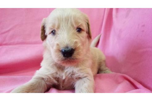 成約済の茨城県のミックス犬-17606の1枚目