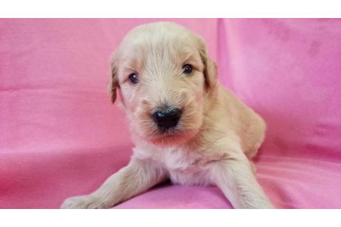 成約済の茨城県のミックス犬-17606の3枚目