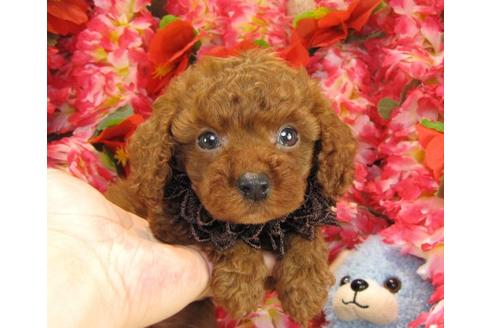 成約済の茨城県のトイプードル-17611の2枚目