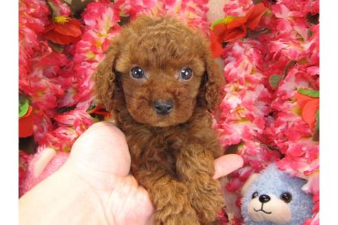 成約済の茨城県のトイプードル-17611の3枚目