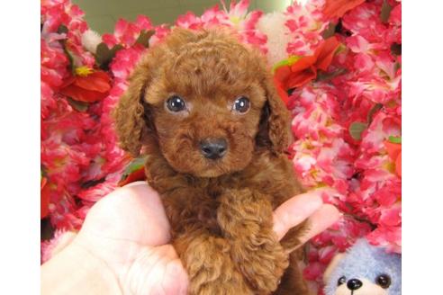 成約済の茨城県のトイプードル-17611の1枚目