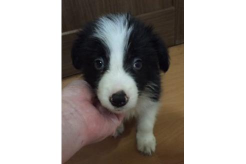 成約済の東京都のボーダーコリー-17614の1枚目