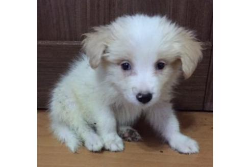 成約済の東京都のボーダーコリー-17615の1枚目