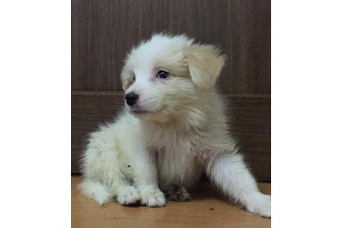 成約済の東京都のボーダーコリー-17615の2枚目