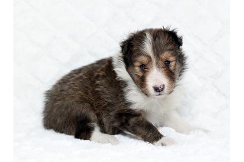 成約済の栃木県のシェットランドシープドッグ(シェルティ)-17621の1枚目