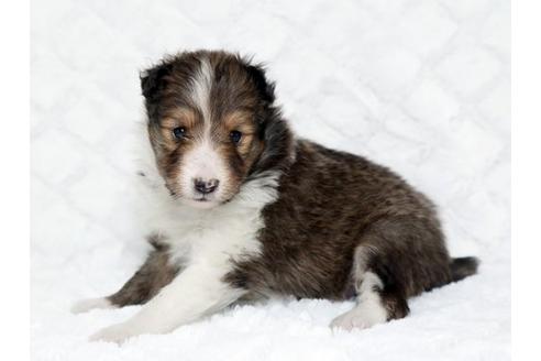 成約済の栃木県のシェットランドシープドッグ(シェルティ)-17621の2枚目