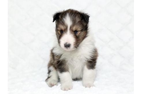 成約済の栃木県のシェットランドシープドッグ(シェルティ)-17622の1枚目