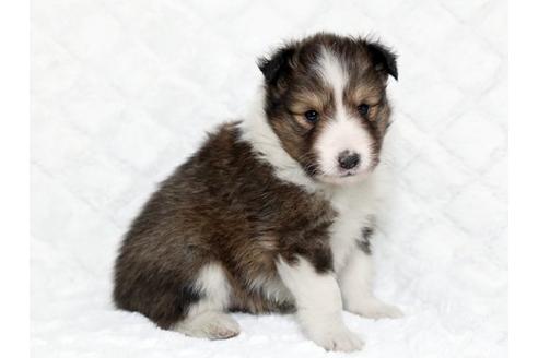 成約済の栃木県のシェットランドシープドッグ(シェルティ)-17622の2枚目