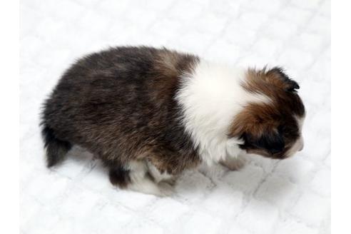 成約済の栃木県のシェットランドシープドッグ(シェルティ)-17622の3枚目