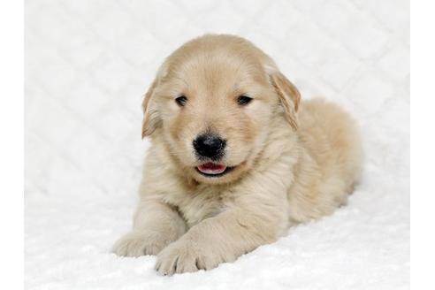 成約済の栃木県のゴールデンレトリーバー-17623の1枚目