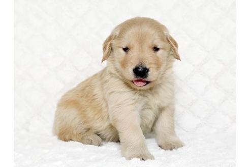 成約済の栃木県のゴールデンレトリーバー-17623の2枚目