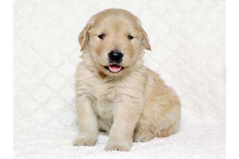 成約済の栃木県のゴールデンレトリーバー-17623の3枚目