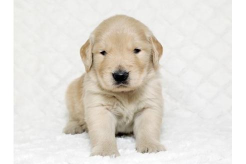 成約済の栃木県のゴールデンレトリーバー-17624の1枚目