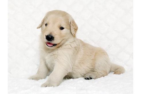 成約済の栃木県のゴールデンレトリーバー-17624の2枚目