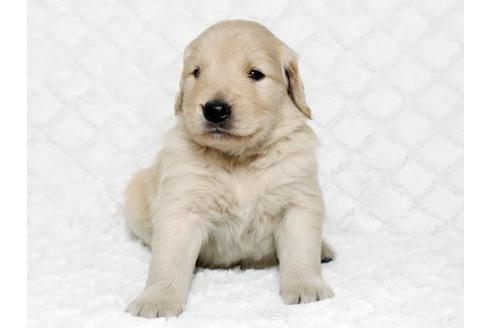 成約済の栃木県のゴールデンレトリーバー-17625の1枚目