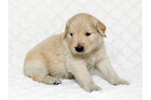 成約済の栃木県のゴールデンレトリーバー-17625の2枚目