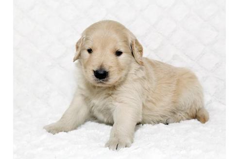 成約済の栃木県のゴールデンレトリーバー-17625の3枚目