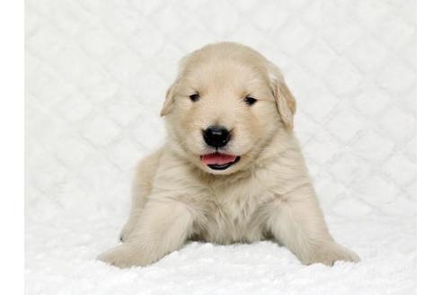 成約済の栃木県のゴールデンレトリーバー-17626の1枚目