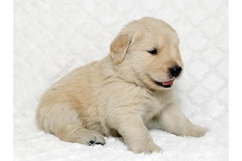 成約済の栃木県のゴールデンレトリーバー-17626の2枚目