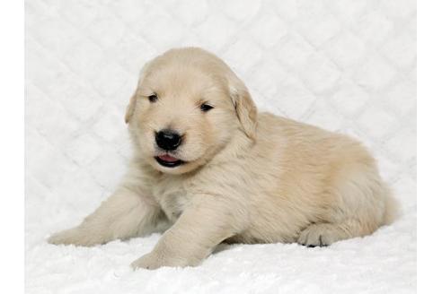 成約済の栃木県のゴールデンレトリーバー-17626の3枚目