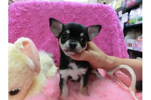 成約済の京都府のチワワ-17627の2枚目