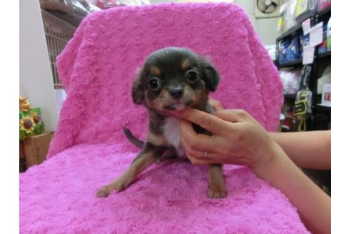 成約済の京都府のチワワ-16180の1枚目