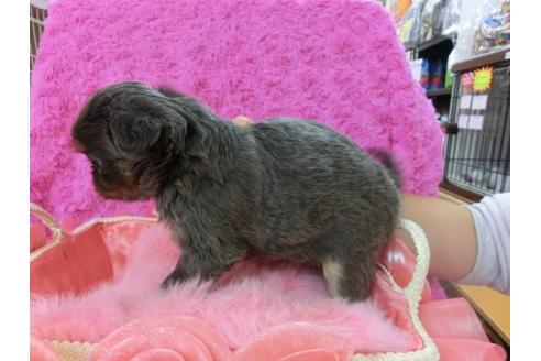 成約済の京都府のチワワ-16180の2枚目