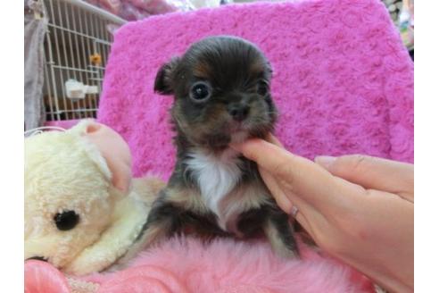 成約済の京都府のチワワ-16180の3枚目