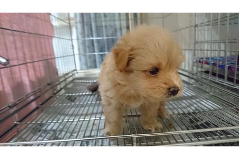 成約済の愛知県のミックス犬-16778の1枚目