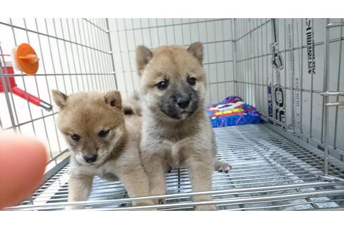 成約済の愛知県の柴犬-17659の1枚目