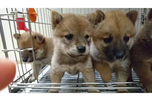 成約済の愛知県の柴犬-17660の1枚目