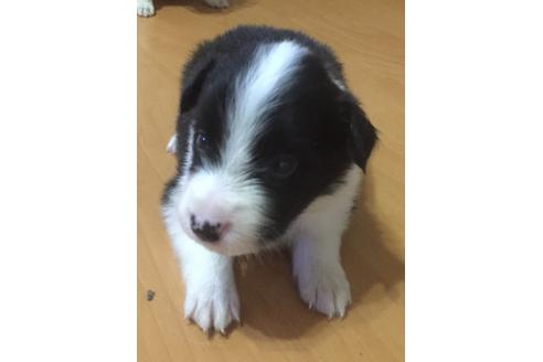 成約済の東京都のボーダーコリー-17663の1枚目