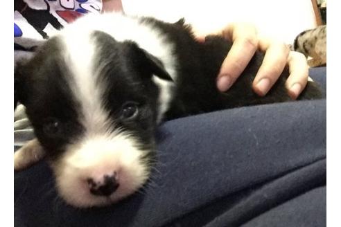 成約済の東京都のボーダーコリー-17663の2枚目