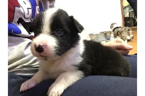 成約済の東京都のボーダーコリー-17663の3枚目