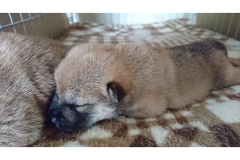 成約済の愛知県の柴犬-17666の2枚目