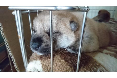 成約済の愛知県の柴犬-17666の1枚目