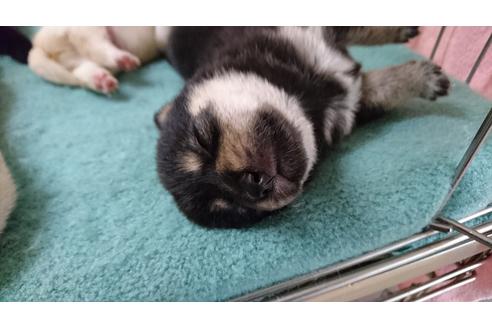 成約済の愛知県の柴犬-17667の2枚目