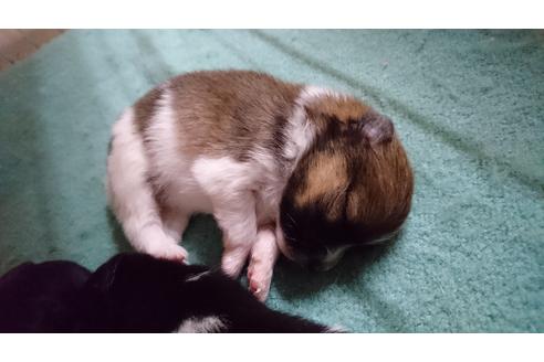 成約済の愛知県のポメラニアン-17669の1枚目