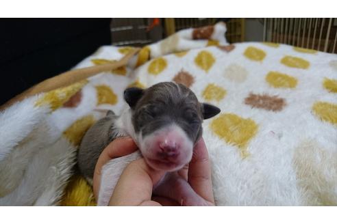成約済の愛知県のイタリアングレーハウンド(イタグレ)-17674の2枚目