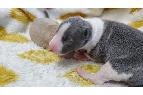 成約済の愛知県のイタリアングレーハウンド(イタグレ)-17675の2枚目