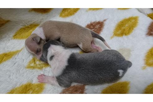 成約済の愛知県のイタリアングレーハウンド(イタグレ)-17675の1枚目