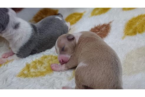 成約済の愛知県のイタリアングレーハウンド(イタグレ)-17676の1枚目