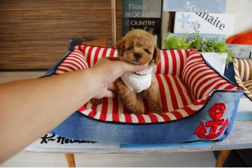 成約済の埼玉県のトイプードル-17692の1枚目