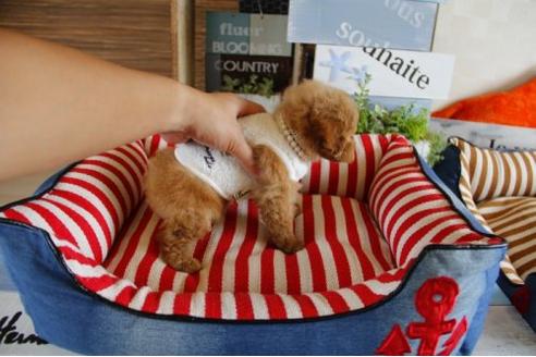 成約済の埼玉県のトイプードル-17692の2枚目