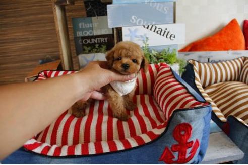 成約済の埼玉県のトイプードル-17692の3枚目