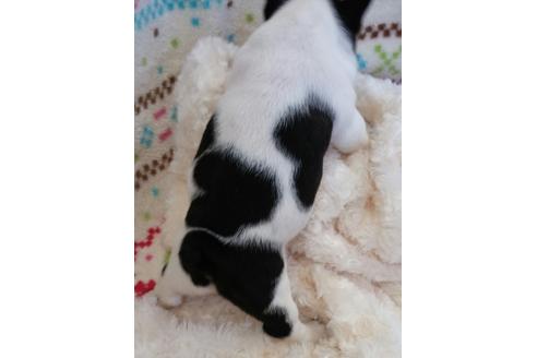 成約済の滋賀県のフレンチブルドッグ-17119の2枚目