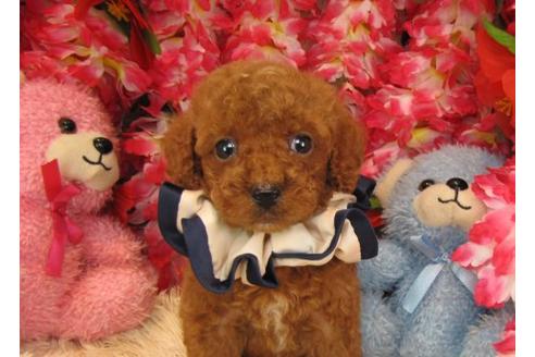 成約済の茨城県のトイプードル-17702の1枚目