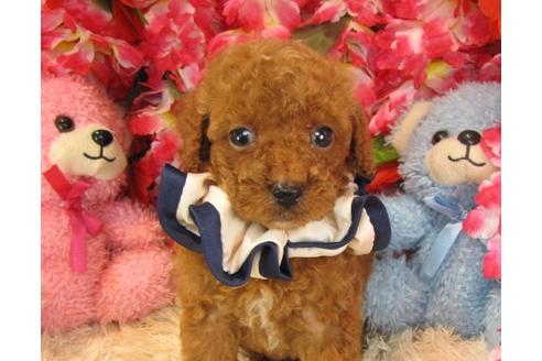 成約済の茨城県のトイプードル-17702の2枚目