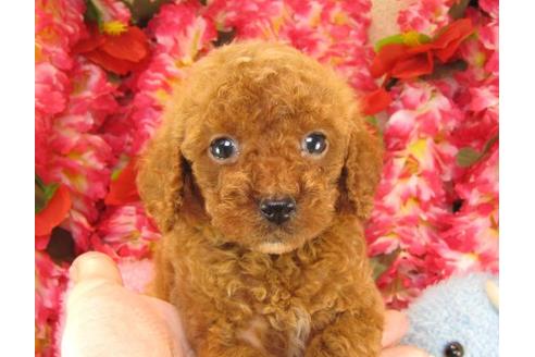 成約済の茨城県のトイプードル-17702の3枚目