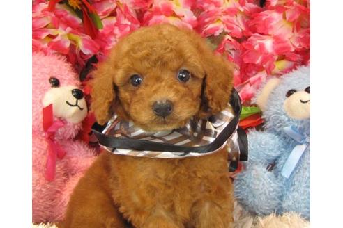 成約済の茨城県のトイプードル-17703の1枚目